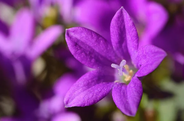 Belles fleurs violettes — Photo