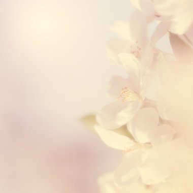 kiraz ağacı, ayrıntı Dreamy fotoğraf