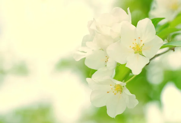Цветы сакуры расцветают весной — стоковое фото