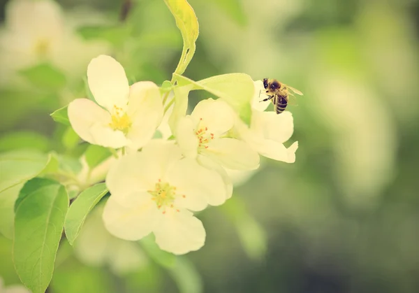 Flowers of the cherry blossoms at spring — Stock Photo, Image