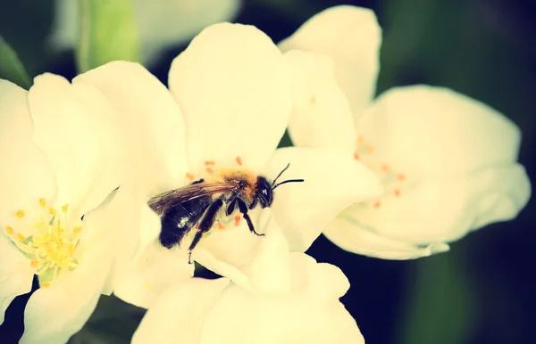 Blommor av körsbär blommar på våren — Stockfoto