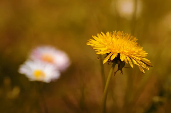 フィールドにタンポポの花を咲かせる — Stock fotografie