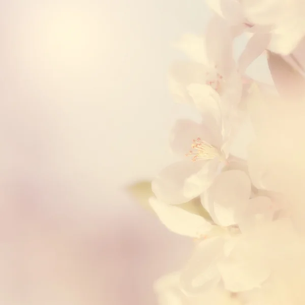 벚꽃, 세부의 꿈꾸는 듯한 사진 — 스톡 사진