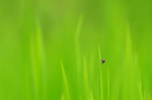 Vliegen op gras — Stockfoto