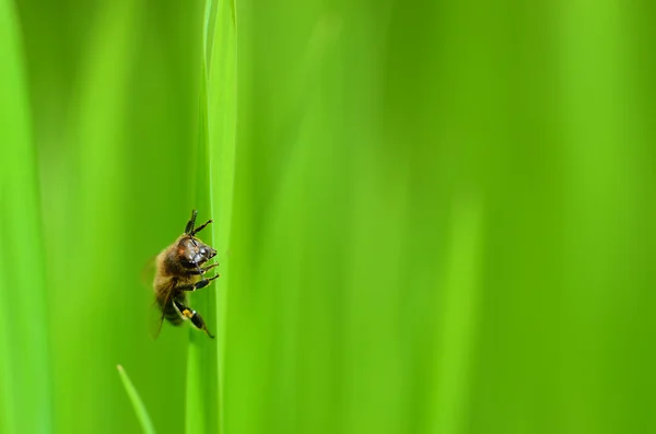 Fly on grass — Stock Photo, Image