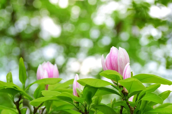 Flowering magnolia tree, detail — Stock Photo, Image