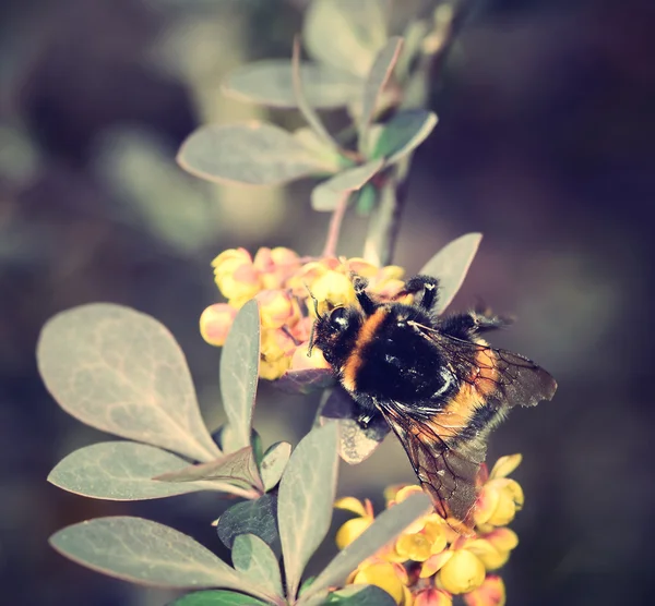 Bumble-bee siedzi na dzikim kwiecie — Zdjęcie stockowe