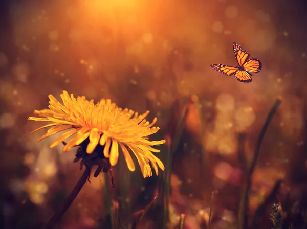 Dente de leão e borboleta no campo ao pôr-do-sol — Fotografia de Stock