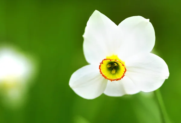 Skönhet vit blomma blommar på våren — Stockfoto