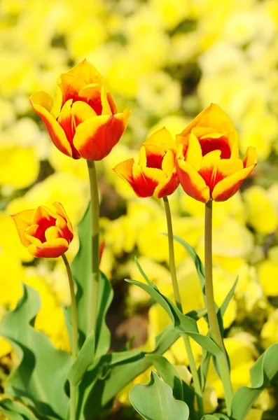 Bunte Tulpen — Stockfoto