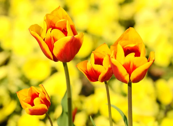 Bunte Tulpen — Stockfoto