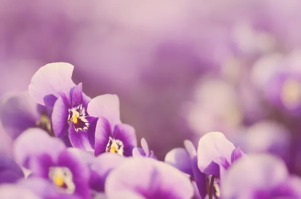 Foto de ensueño de la flor violeta —  Fotos de Stock