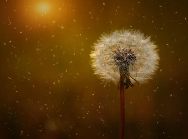 Dandelion seeds on the field — Stock Photo, Image