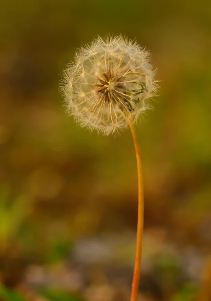 Dandelion seeds on the field — Stock Photo, Image