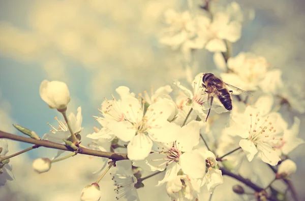 Zbliżenie zdjęcie pszczoły na kwiat wiśni — Zdjęcie stockowe
