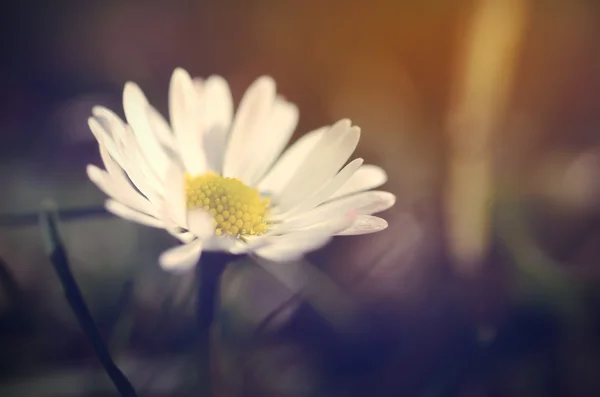 Daisy flower blossom at spring on the field — Stock Photo, Image