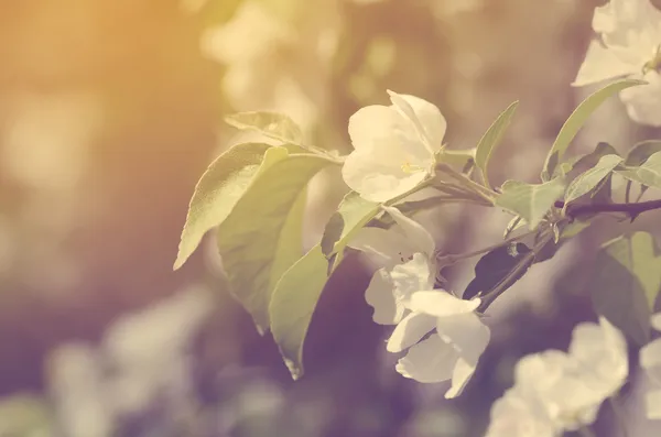 Flores de cerezo florecen —  Fotos de Stock