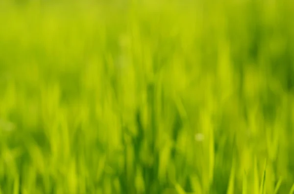 Suddig grönt gräs bakgrund — Stockfoto