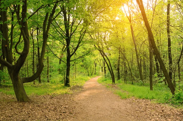 朝の光の森の道に落ちてください。 — ストック写真