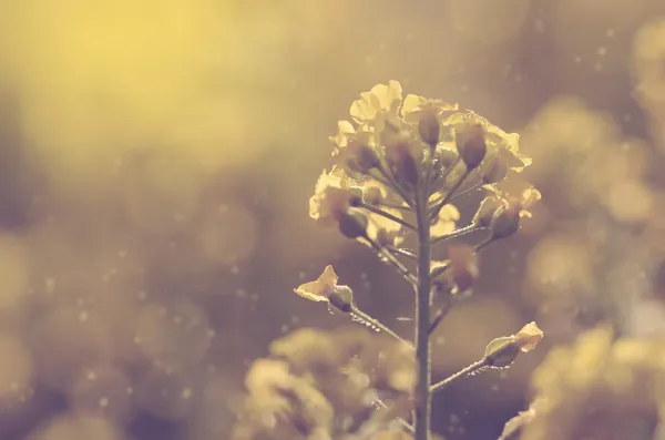 Dromerige foto van verbazingwekkende wildflower — Stockfoto