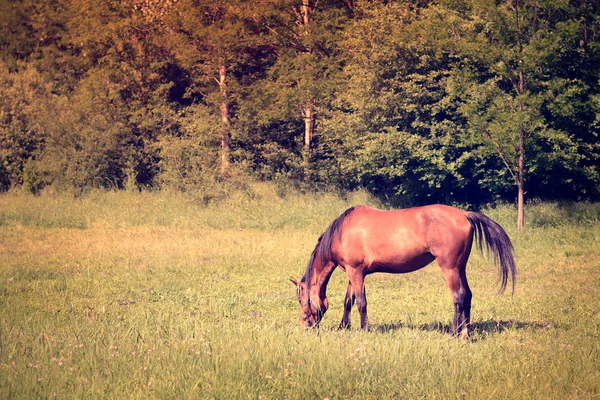 Oldtimer Foto von Pferd — Stockfoto