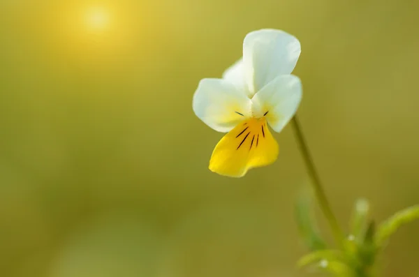 Close-up foto van een mooi wildflower — Stockfoto