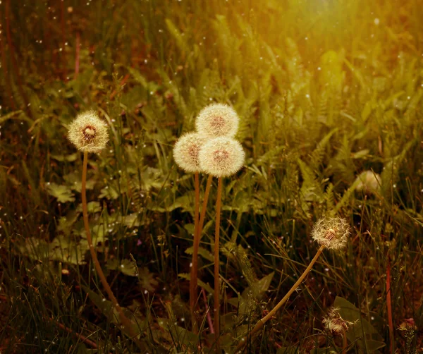 Seeds on dandelion — Stock Photo, Image