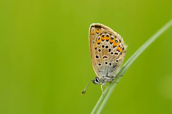 Motýl na zelené trávě — Stock fotografie