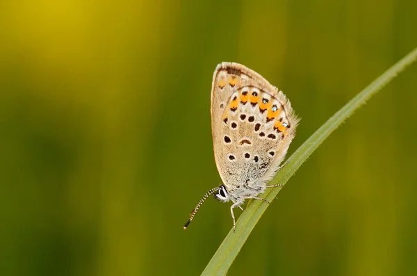 Бабочка на зеленой траве — стоковое фото