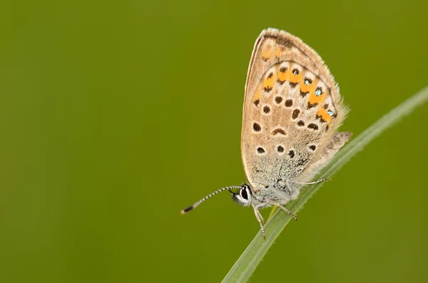 Бабочка на зеленой траве — стоковое фото