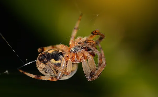 Primeros planos de una araña — Foto de Stock