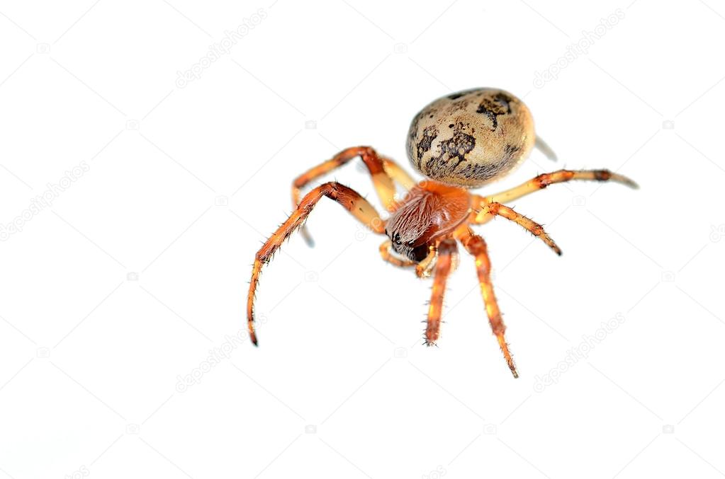 Closeup photo of a spider