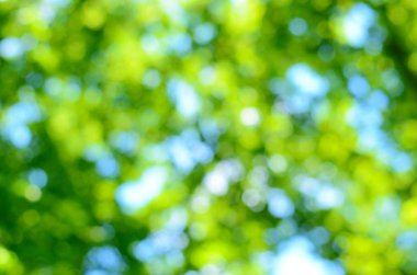 bulanık orman arka plan