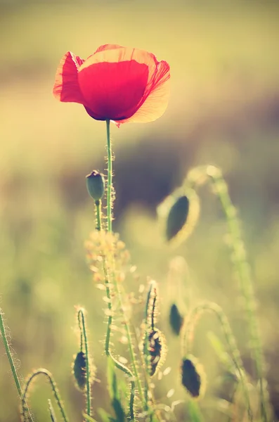 ケシの花のビンテージ写真 — ストック写真