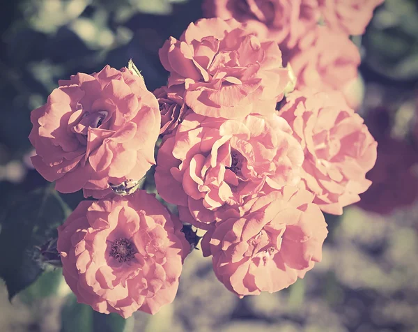 Vinobraní fotografie kytice růže — Stock fotografie