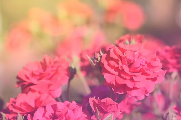 Foto sognante di un bouquet rosa — Foto Stock