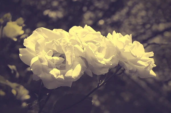 Foto d'epoca di un bouquet rosa — Foto Stock