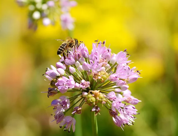 Abelha coletar pólen da flor de cebola — Fotografia de Stock