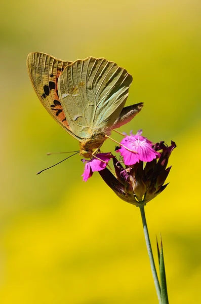 Mariposa en una flor silvestre —  Fotos de Stock