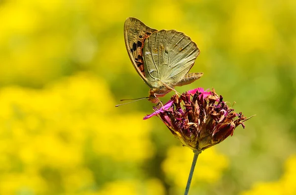 Kupu-kupu pada bunga liar — Stok Foto