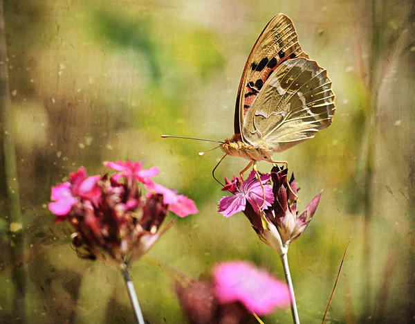 Foto vintage de uma borboleta — Fotografia de Stock