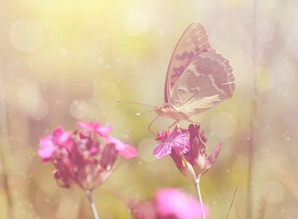 Zasněné fotografie motýla — Stock fotografie