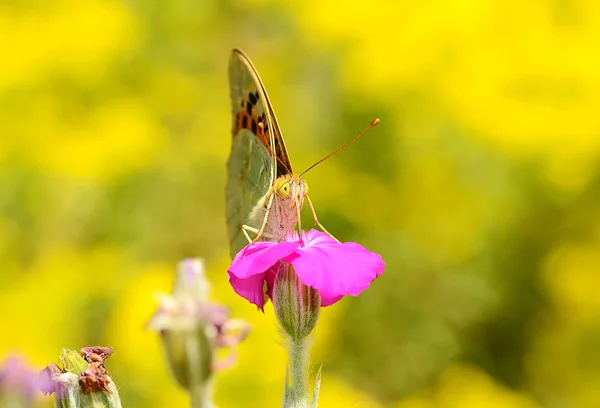 Papillon sur une fleur sauvage — Photo