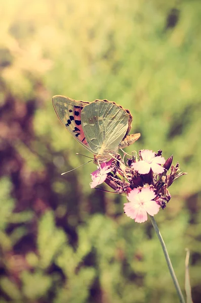 Foto vintage de uma borboleta — Fotografia de Stock