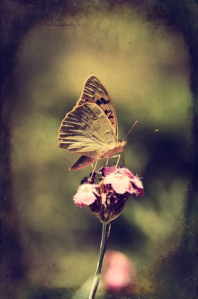 Vintage φωτογραφία μιας πεταλούδας — Φωτογραφία Αρχείου