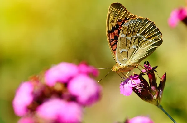 Papillon sur une fleur sauvage — Photo