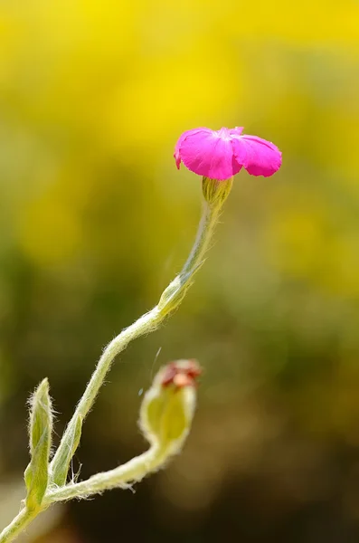 Foto primo piano di un fiore selvatico viola — Foto Stock