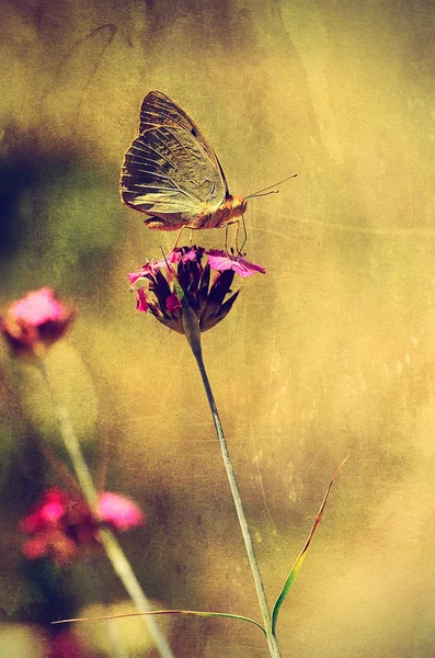 Foto vintage di una farfalla — Foto Stock