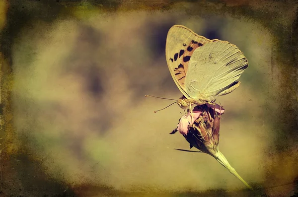Винтажное фото бабочки — стоковое фото