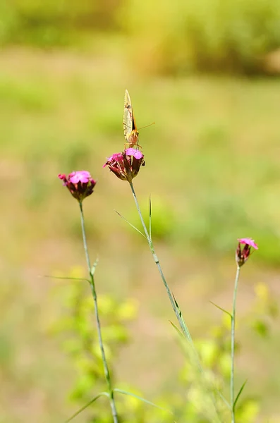 野生の花を蝶します。 — ストック写真